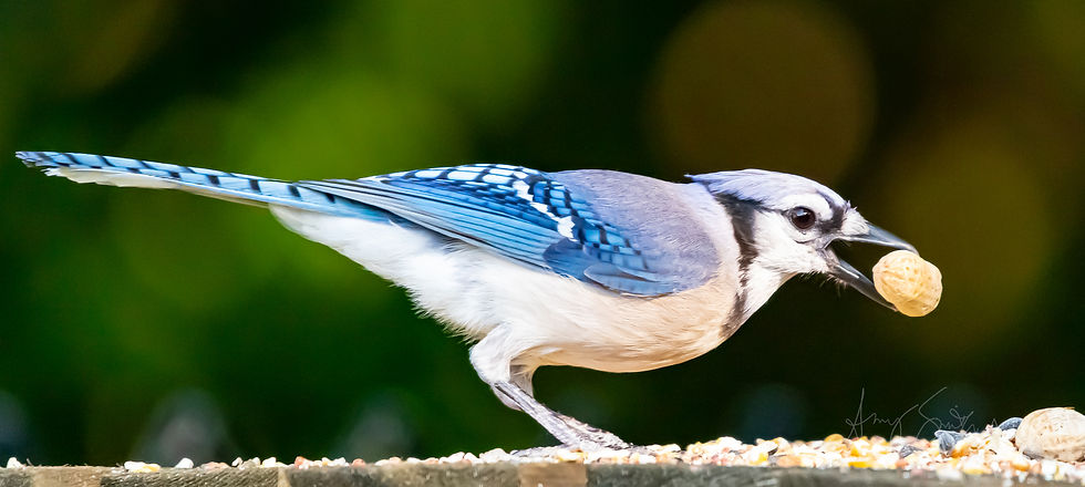 Blue Jay eating a peanut in Indiana yard