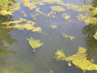 Water Temps and Weeds: Fishing Report