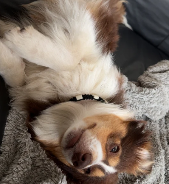 Miniature : Colliers anti-tiques naturel en paracorde