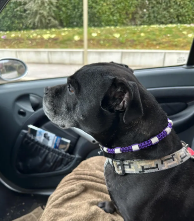 Miniature : Colliers anti-tiques naturel en paracorde