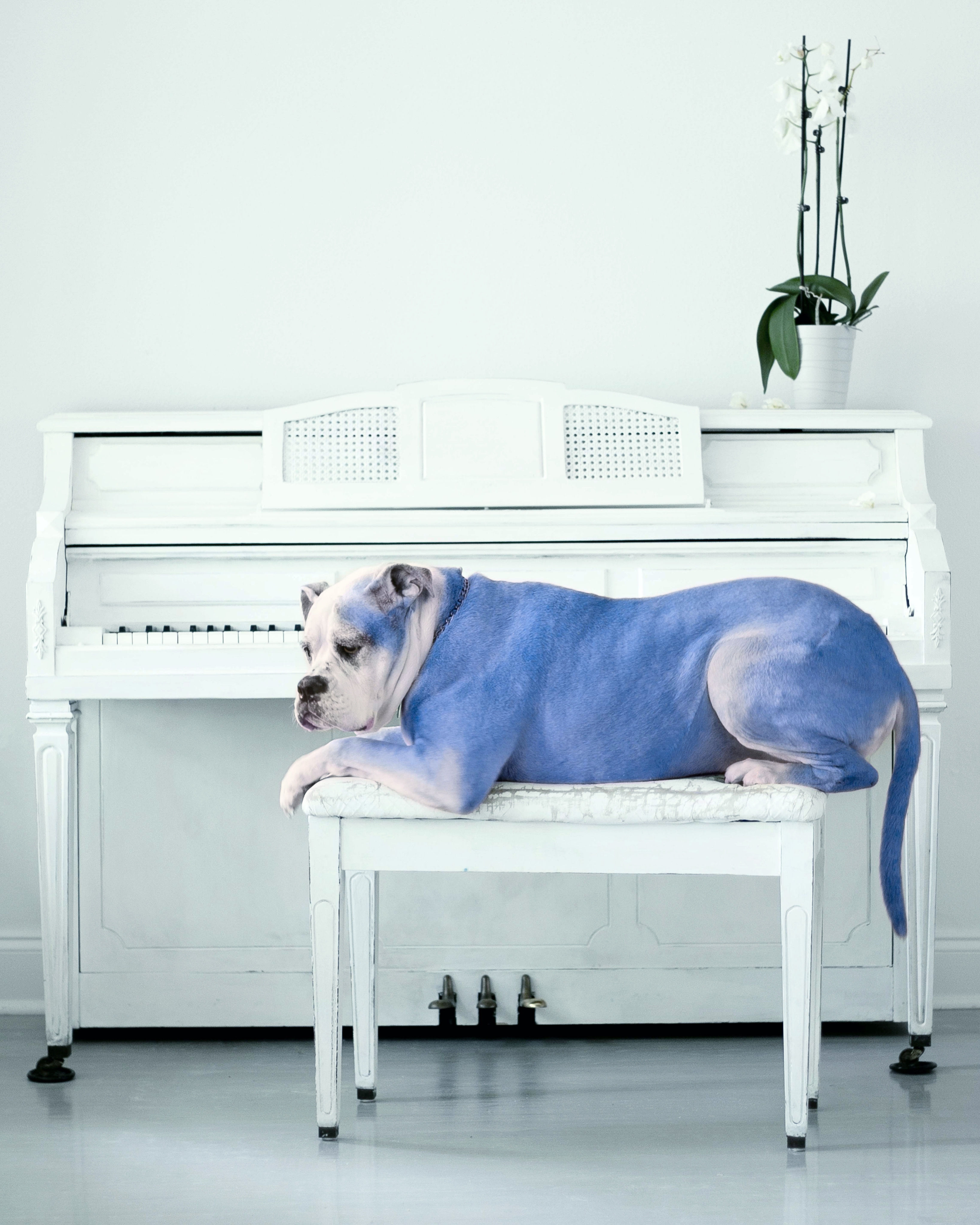 BLUE DOG | Framed, 40 X 32  in Edition 1 of 3