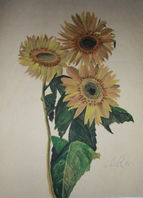 Sonnenblumen für Vater.jpg