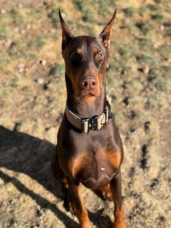 Priddle's Gladiator of Life Spartacus