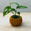Thumbnail: Mini Florea Plant Pot