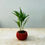 Thumbnail: Mini Florea Plant Pot