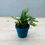 Thumbnail: Eco Mini Plant Pot