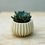 Thumbnail: Mini Florea Plant Pot