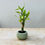 Thumbnail: Mini Florea Plant Pot