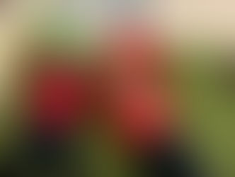 Younger Preschool's Weekly Wrap Up!