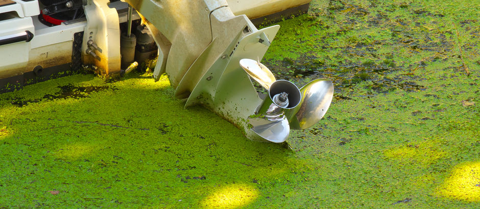 algae in boat propeller