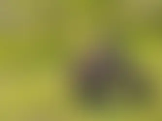 5 Must-See Spots in Crossville TN That Locals Love (2026 Edition) - Brought to You By The Accountant TN LLC