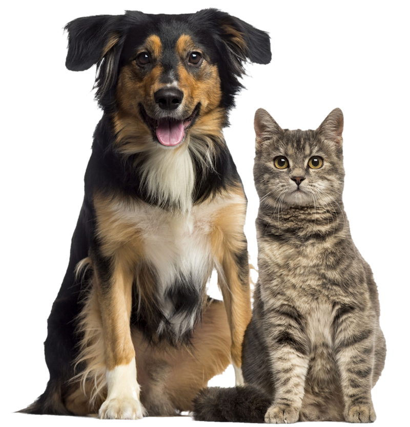 dog and cat - pet odor for enviroclean of illinois