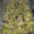 Cabbage