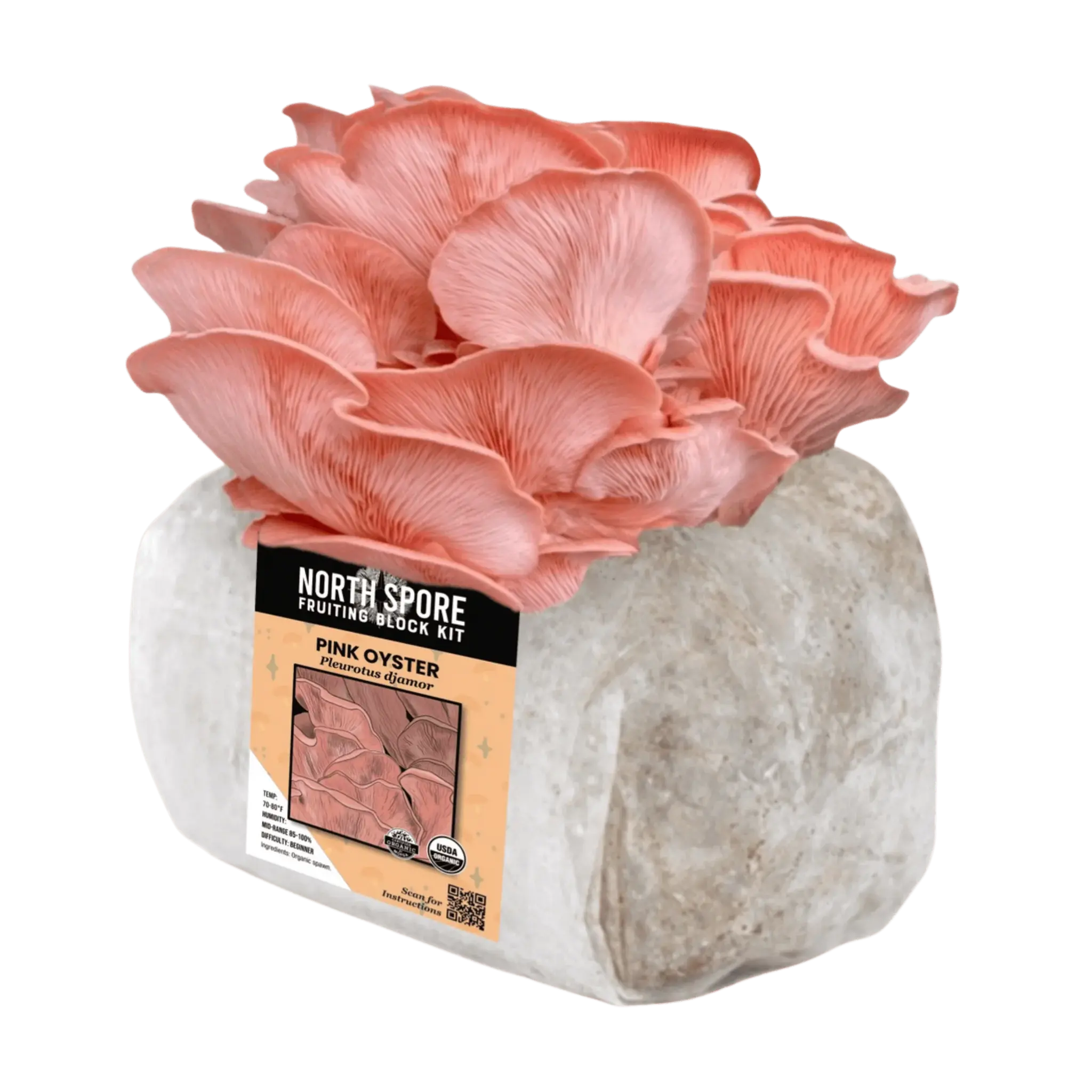 Organic Pink Oyster Mushroom Grow Kit Fruiting Block