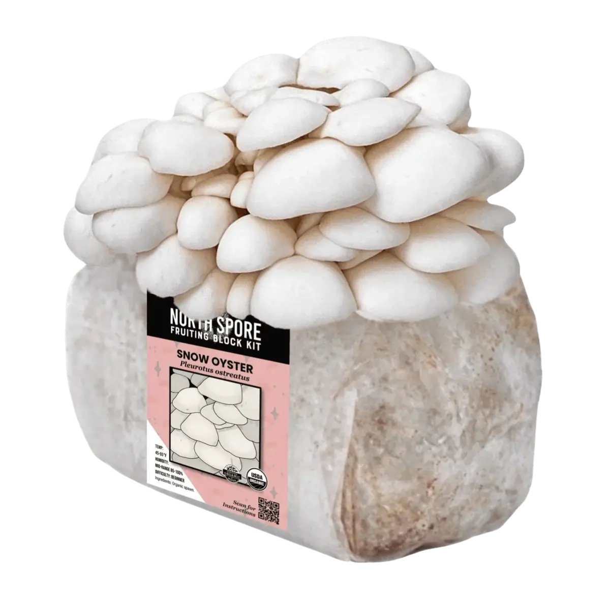 Organic Snow Oyster Mushroom Grow Kit Fruiting Block