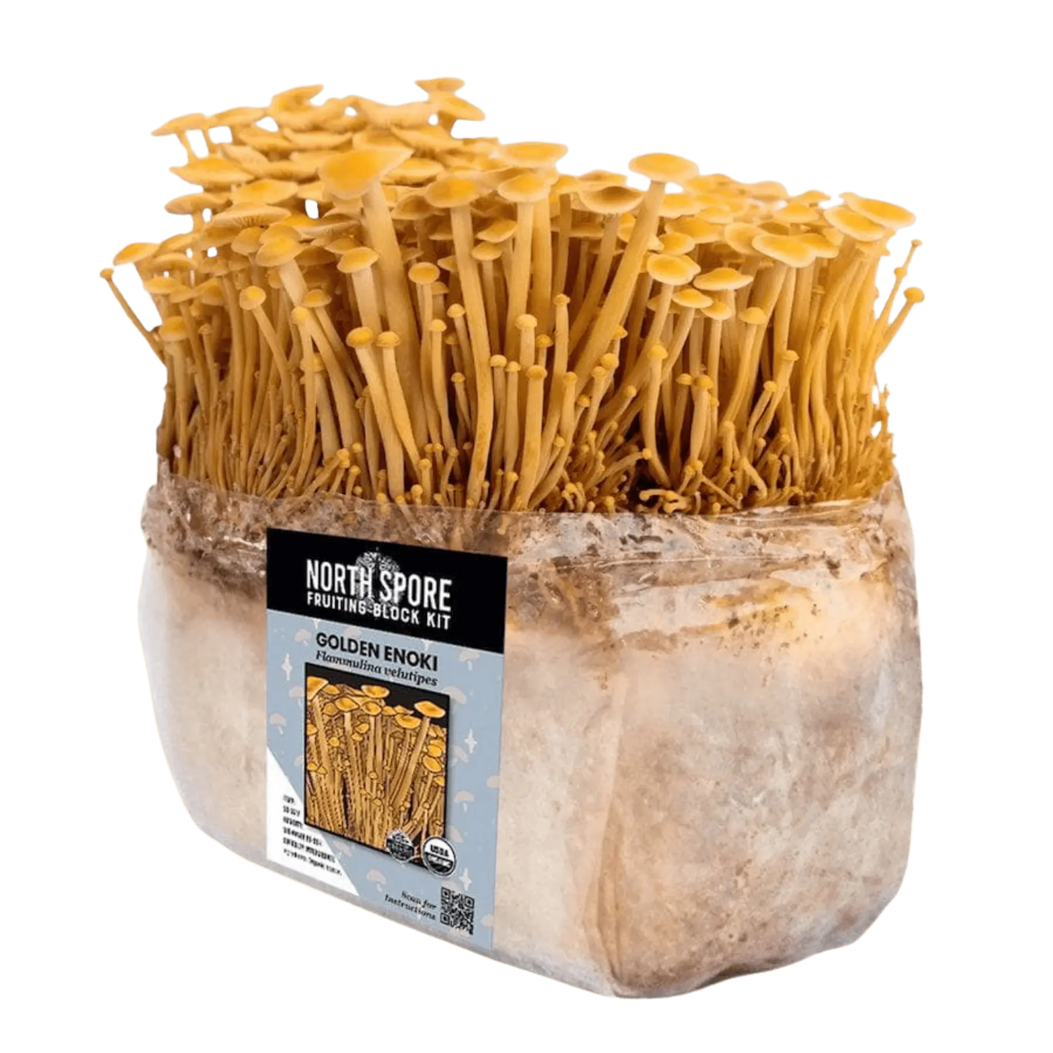 Organic Golden Enoki Mushroom Grow Kit Fruiting Block