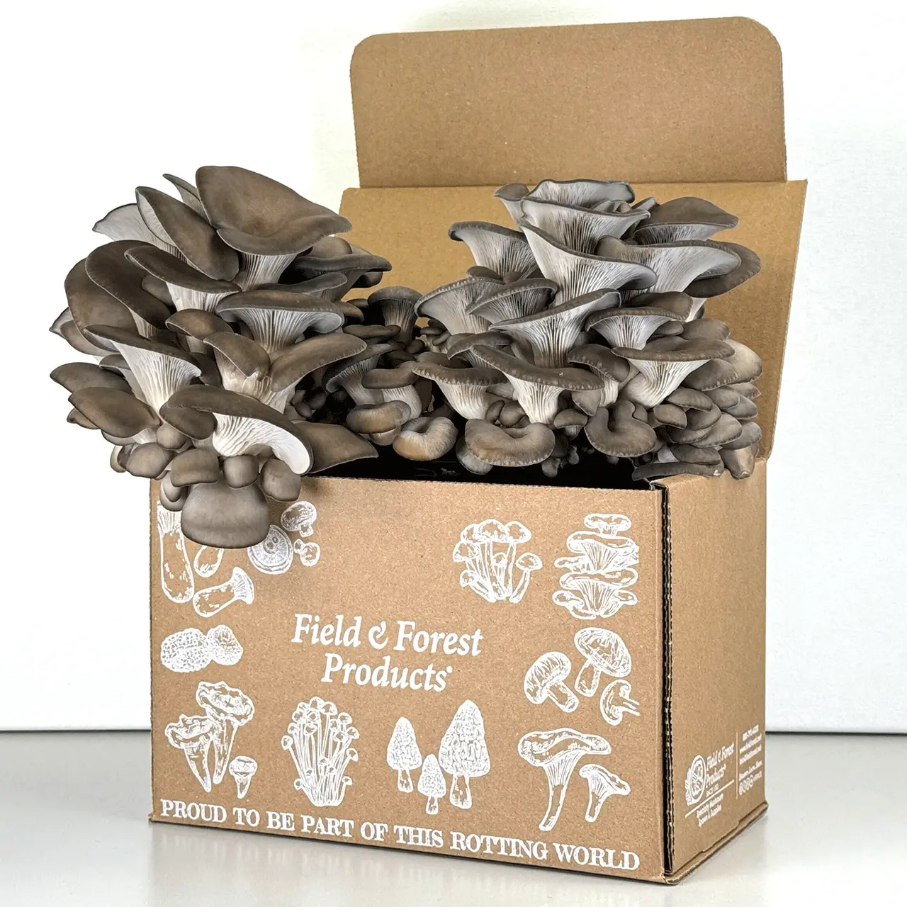 Field & Forest Oyster Mushroom Table Top Farm
