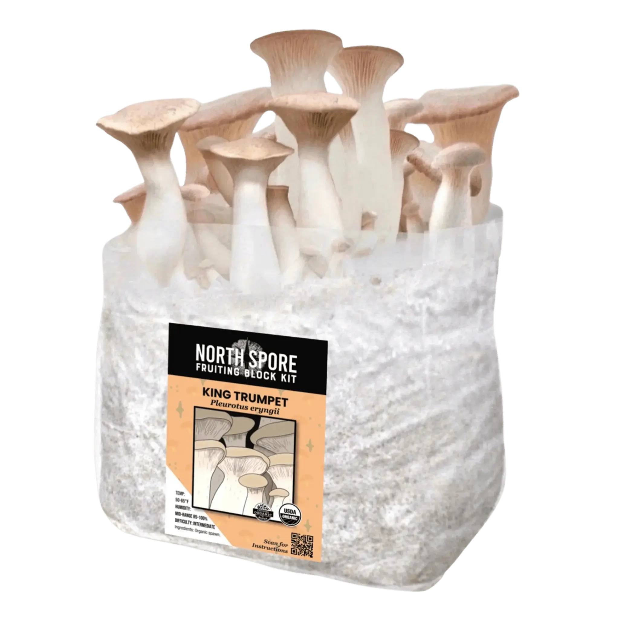 Organic Italian Oyster Mushroom Grow Kit Fruiting Block