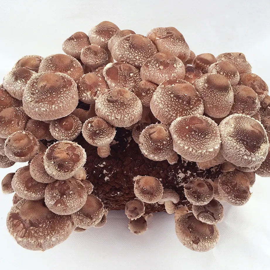 Field & Forest Shiitake Mushroom Table Top Farm