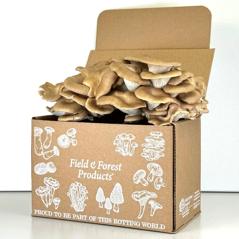 Field & Forest Italian Oyster Mushroom Table Top Farm