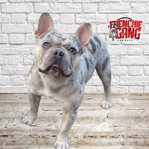 Frenchie Gang Product Photos.png