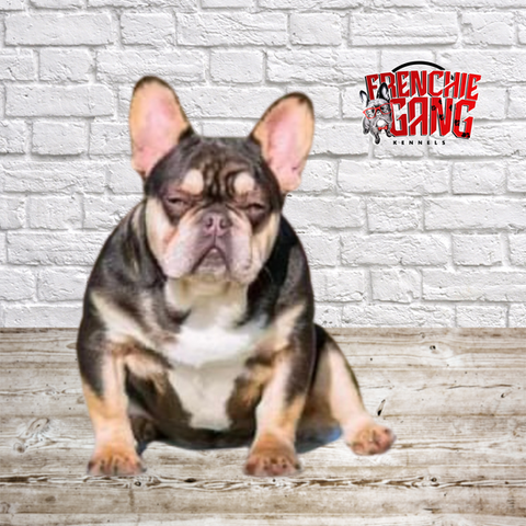Frenchie Gang Product Photos (1).png