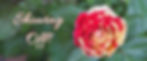 Rose cover media-a21fc6d.jpg