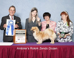 2015 Best of Winners - Winners Dog