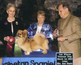 2003 1st place Veteran Dog