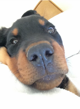 Sweet Rottweiler face