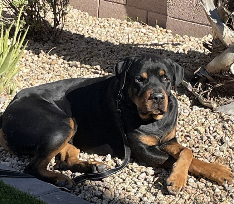 Flex crossed paws