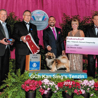 GCH Kan Sing's Tenzin, Group 2