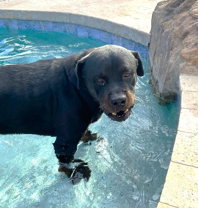Bronson in pool