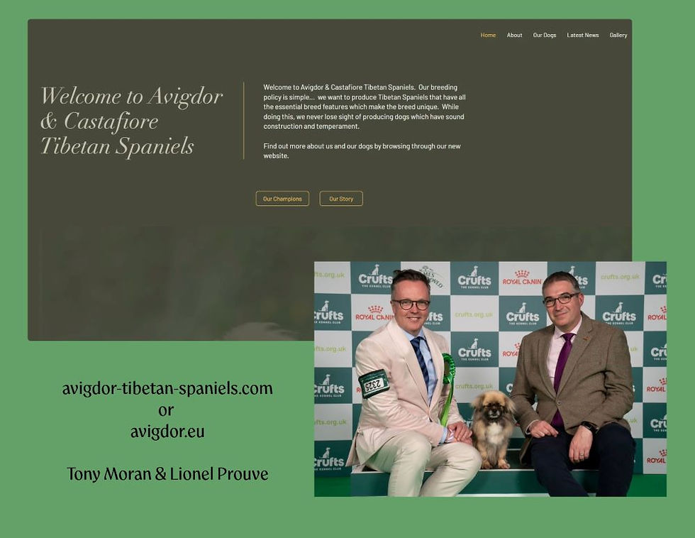 Avigdor & Castafiore Tibetan Spaniels