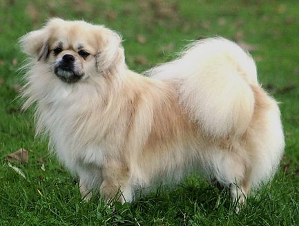 Rebecca Females_edited.jpg