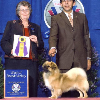 CH Triple E Wassong Slew of Gold, BOB