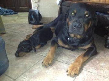 Rotten Rottie Rescue