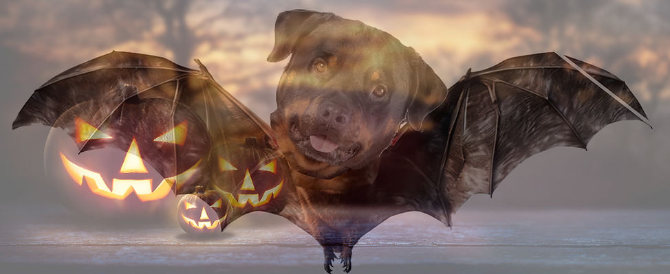 Rottie bat_edited_edited.jpg