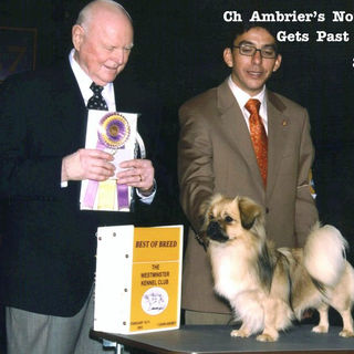 CH Ambrier's Nothing Gets Past Zeke, BOB