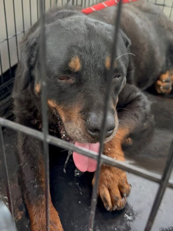 Reuben leaving the shelter