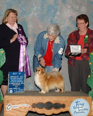 2007 Best of Opposite Sex in Veteran Sweeps