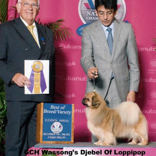 CH Wassong's Djebel of Lollipop, BOB