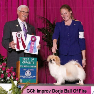 GCH Improb Dorje Ball of Fire, BOS & BBE