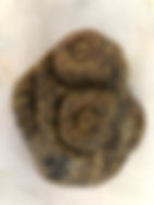IMG_7907.jpeg