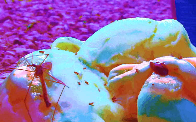 IMG_6196.GIF