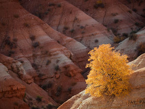 Fotoğrafçılıkta kontrast