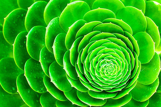 Çiçek fotoğrafı nasıl çekilir?