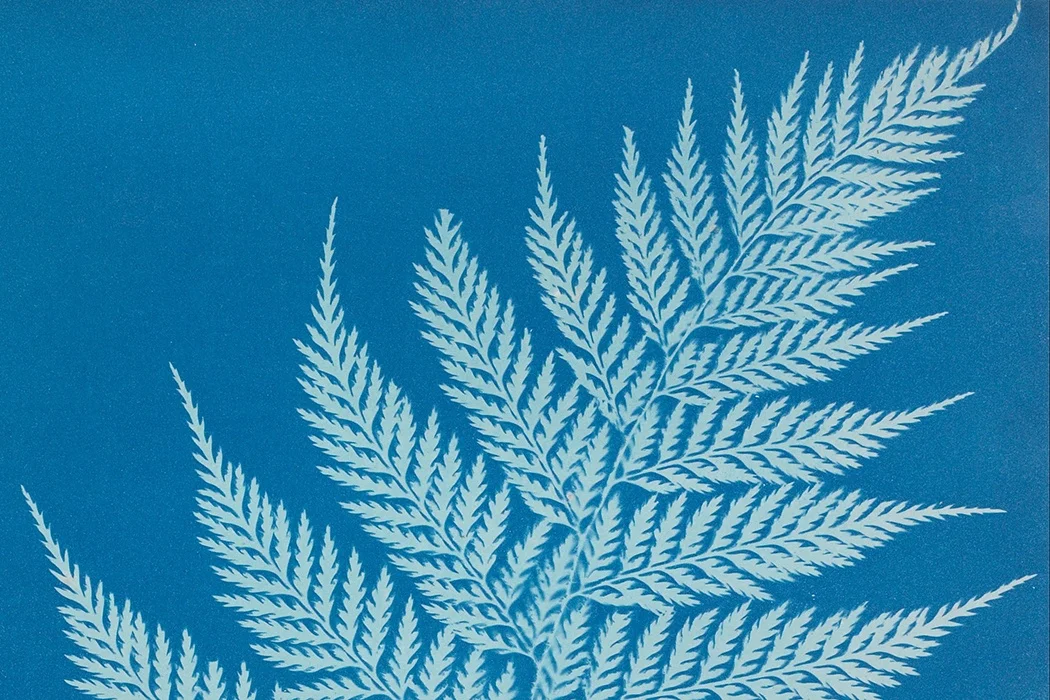 Anna Atkins'in örnek çalışması.