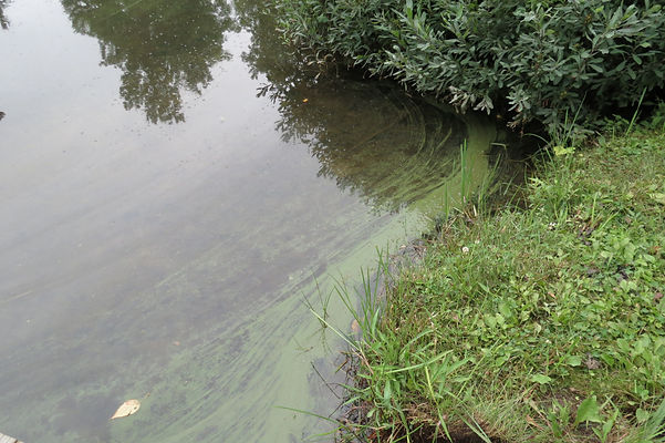 Cyano_Lac Bob_ 9 août 2013 (4).JPG
