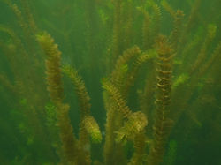 Myriophylle à épis